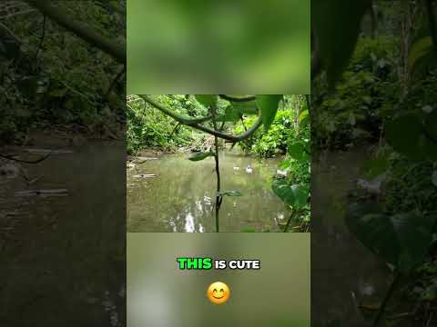 Farm Adventure: River Crossing & Tame Ducks! #shorts
