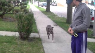 Blue Pitbull Amazing Obedience. Watch this.