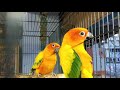 Harga Burung Lovebird Sepasang 2019