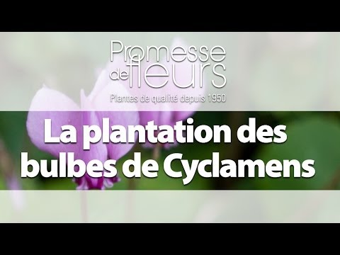 Vidéo: Le cyclamen fleurira-t-il à nouveau ?