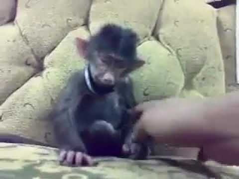 صاحبك لما بيضحك 