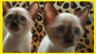 SIAMESE CAT, SİYAM KEDİSİ - SIAMKATZE -  LITTLE SIAMESE CAT COMPILATION, TALKING SIAMESE CAT by Fifty Shades of Cats 7,823 views 4 years ago 3 minutes, 33 seconds