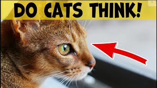 😺🐾 The mysterious mind of cats: What are cats think about? by LIFE OF CATS 83 views 1 month ago 4 minutes, 47 seconds