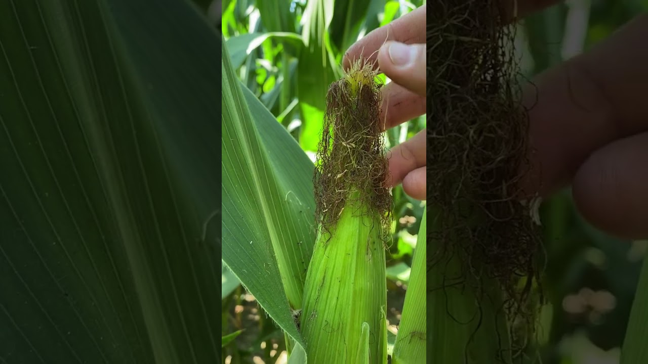 Checking corn after the pollination window | Update on grain fill status in area fields