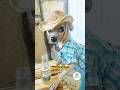 Una birra por aquí #dogshorts #viral #fyp #dogloversofinstagram #cachorrosdivertidos