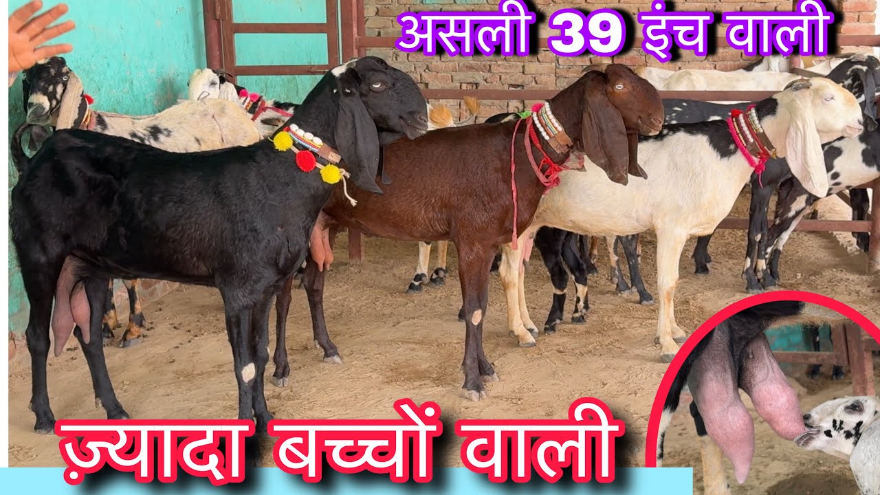 असली पंजाबीं दुध वाली बकरियां top beetal goat for sale 