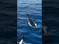 fish big #fishing #fishingvideo #fish #fypシ #seafood #sea #shark #deepseafishing #ocean