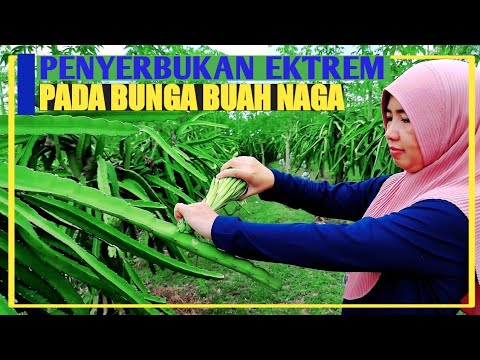 Cara Serbuk Buah Naga