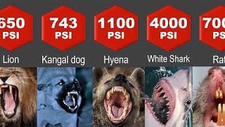 Animals Bite Force Comparison Most Powerful Bites In The World Bite Force Comparison