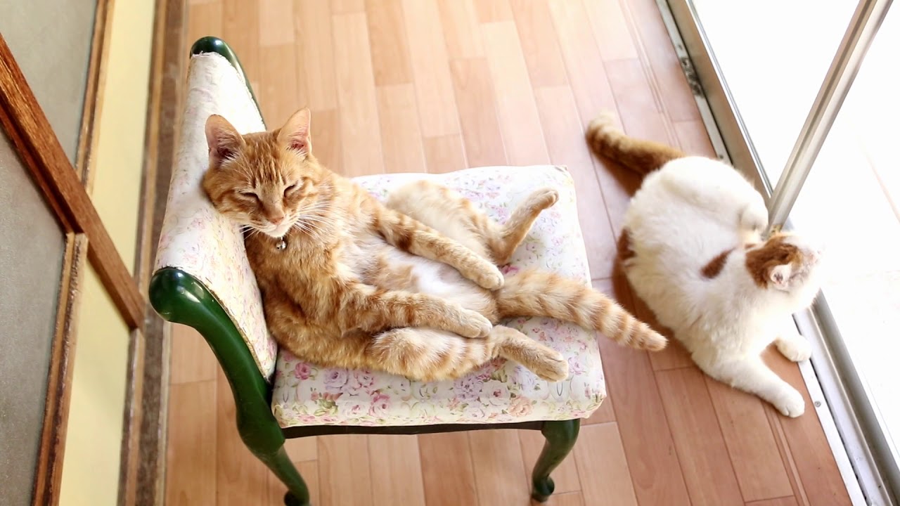 椅子に座る茶トラ Cat Sitting In A Chair 17 5 Youtube