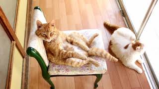 椅子に座る茶トラ　 Cat Sitting In A Chair 2017 170930