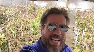 Brenan and Nakedfarmer420 WEBBGRO harvest time final flush!