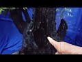 M694 gl cây cẩm thị khủng LH 0707713796 Khương bonsai