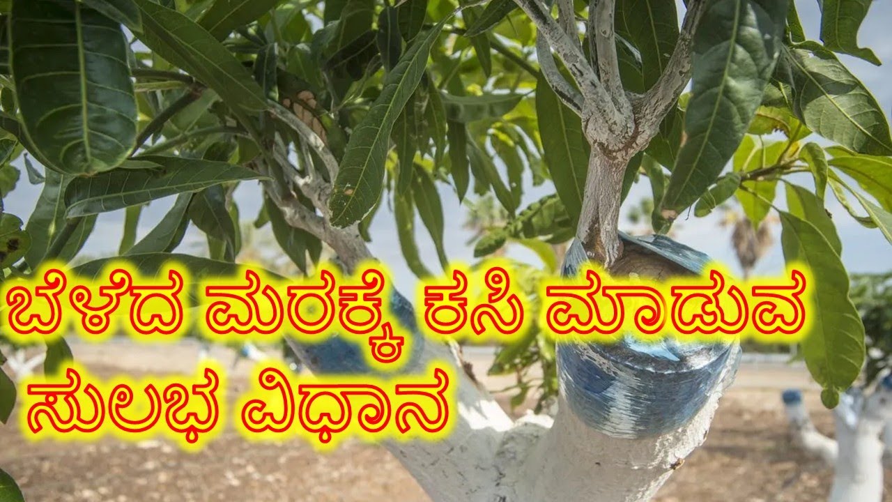 SECRET METHOD OF GRAFTING MANGO TREES | ಮಾವಿನ ಮರದಲ್ಲಿ ಕಸಿ ಮಾಡುವ ರಹಸ್ಯ ವಿಧಾನ