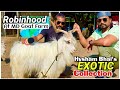 Rk goat farm at md goat farm with hysham bhais erotic exotic collection