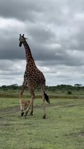 Lionesses attempt to take down a fully grown male giraffe | Serengeti, Tanzania