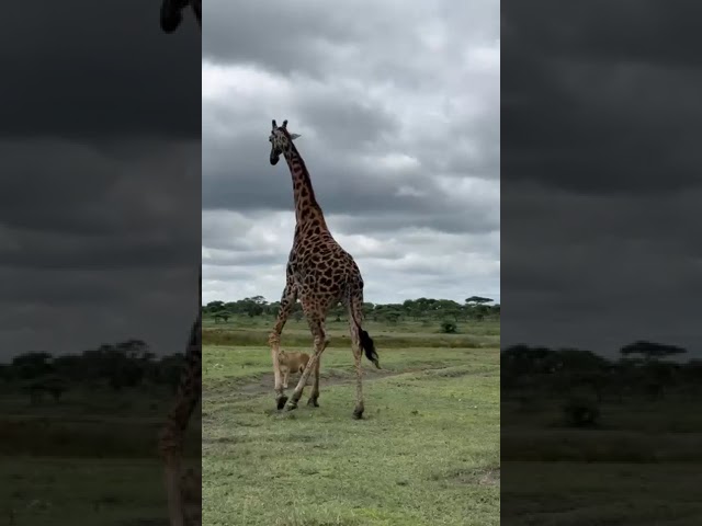 Lionesses attempt to take down a fully grown male giraffe | Serengeti, Tanzania class=