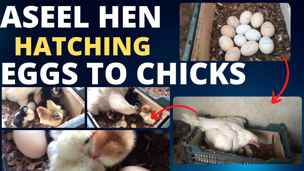 ASEEL HEN HATCHED BABY CHICKS | 1 DAY BABY CHICKS | #henharvestingeggstochicks