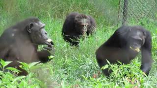 Chimp Banana Hunt screenshot 1