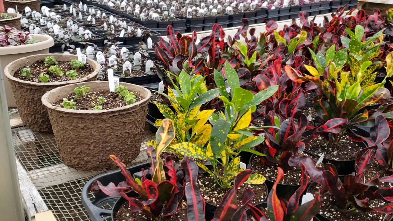 Greenhouse Tour Of Burlington Garden Center 3 18 20 Youtube