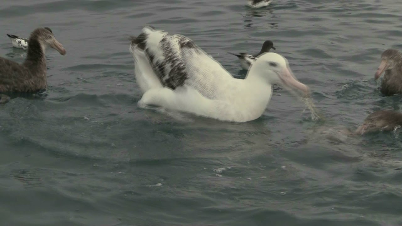 Royal Albatross feeding with Giant Petrel DNN Kaikoura 18 Feb 2020