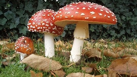 Toxins from Nature - An Introduction (3 Minutes Microlearning)