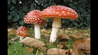 Toxins from Nature - An Introduction (3 Minutes Microlearning)