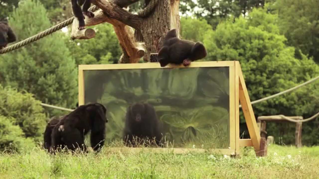 „Wie reagieren Schimpansen wenn sie sich selbst im Spiegel sehen?“ Der Serengeti-Park zeigt es!