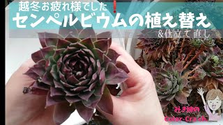 雪国の多肉 越冬したセンペルビウムの植え替え 仕立て直し Succulent Plant Sempervivum Youtube