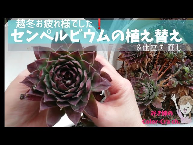 雪国の多肉 越冬したセンペルビウムの植え替え 仕立て直し Succulent Plant Sempervivum Youtube