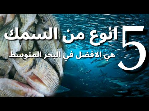 فيديو: ما هي الأسماك الموجودة في البحر الأبيض