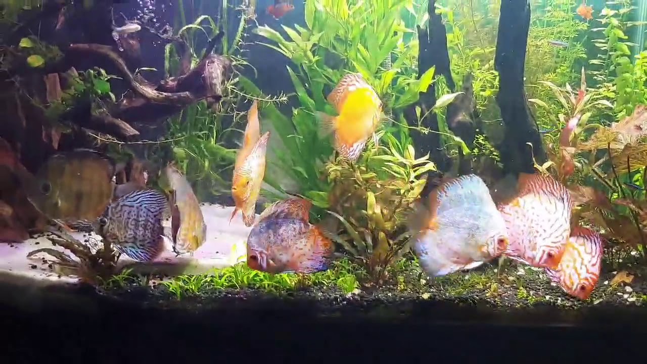 Аквариум с дискусами от Renato Monteiro