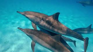 Why Are Dolphins So Smart? 🐬