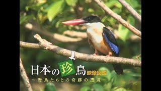 『日本の珍鳥 映像図鑑／野鳥たちとの奇跡の遭遇』トレーラー・本編 ver.