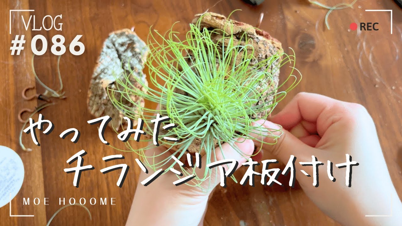 やってみた動画】チランジアを初めての板付けした（Vlog/086） - YouTube