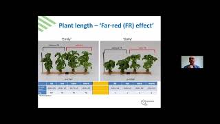 The importance of the variety choice for vertical farming