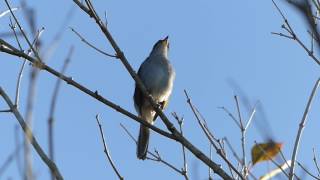 Cuban solitaire (myadestes elisabeth) singing its heart out. video by
demian hiss
