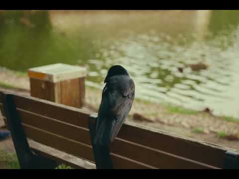 Related Embedded Video Item Thumbnail