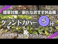 《植えっぱなしでよく増えるグランドカバー５種／日向～日陰にも使える！／すべて強健》お花が可愛い品種／草丈低め密に広がり雑草抑制／花壇の縁取りに使える品種／グランドカバー株分け移植