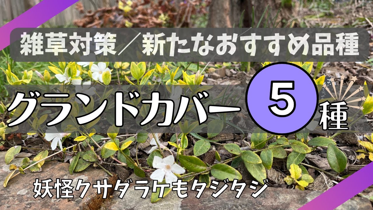 《植えっぱなしでよく増えるグランドカバー５種／日向～日陰にも使える！／すべて強健》お花が可愛い品種／草丈低め密に広がり雑草抑制／花壇の縁取りに使える品種／グランドカバー株分け移植