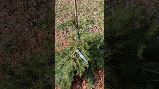 My new Picea abies ‘Formanek’Norway Spruce !! 😁😁 I love this one !!❤️❤️