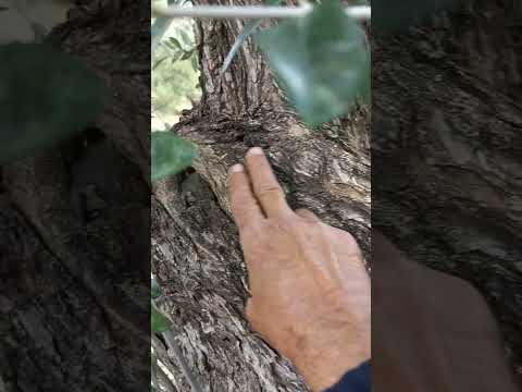 شجر الزيتون العريق والقديم الذي كان أصله مطعم في البري