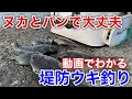 ヌカとパンの餌で波止グレフカセ釣り