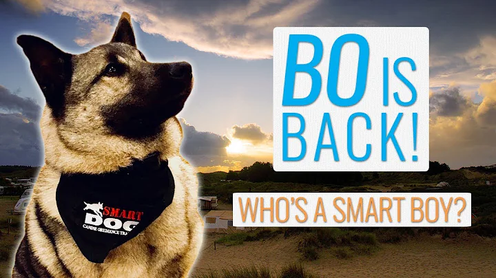 RV Travel Vlog: Our Dog Bo is BACK and He's Smarte...