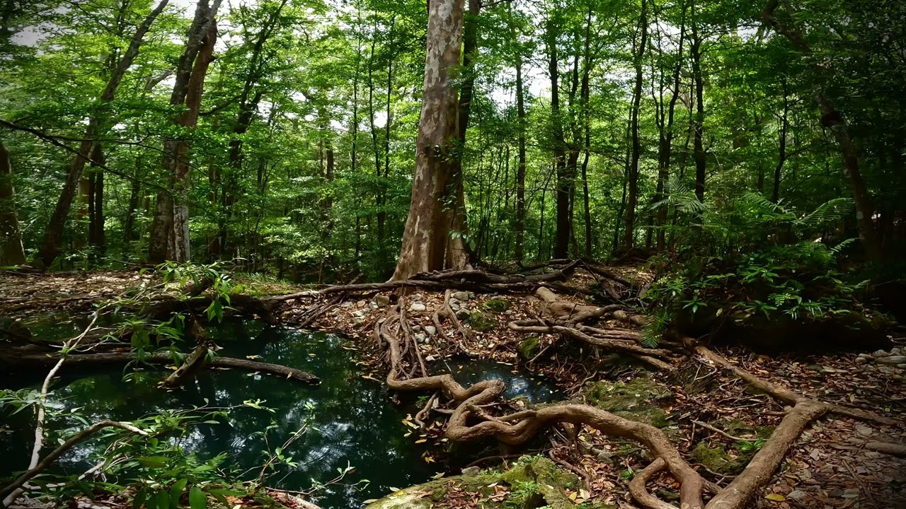 Relaxing Music for Sleep, Meditation, inner Peace, Nature Healing and Stress Reduction