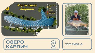 видео: ТРОФЕЙНА РИБОЛОВЛЯ НА ОЗЕРІ КАРПИЧ. АМАТОРИ ЛОВЛЯТЬ ЗДОРОВИХ КОРОПІВ ТА АМУРІВ картинка: ТРОФЕЙНА РИБОЛОВЛЯ НА ОЗЕРІ КАРПИЧ. АМАТОРИ ЛОВЛЯТЬ ЗДОРОВИХ КОРОПІВ ТА АМУРІВ