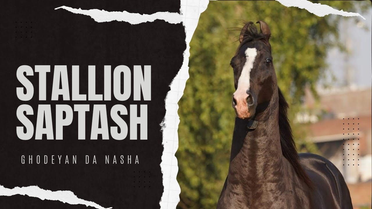 Stallion Saptash | History of Stallion Saptash | Sandeep Brar Jaito