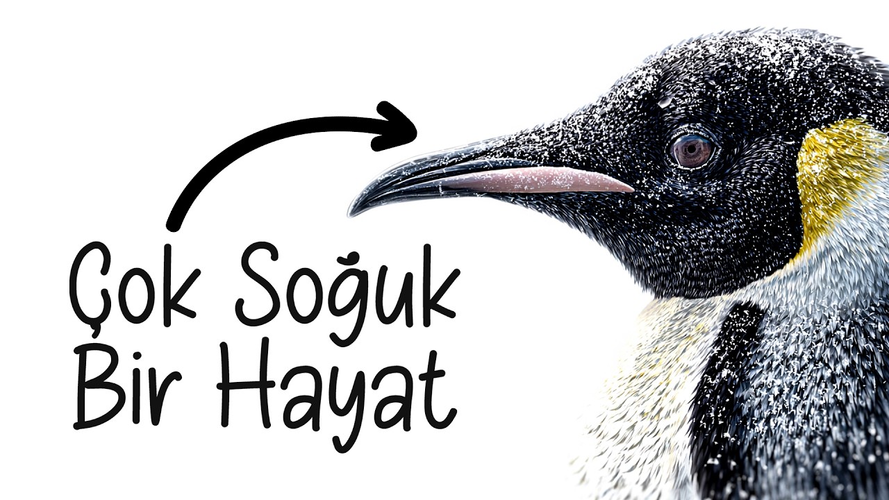 Eğer Bir Penguen Olarak Doğsaydın?