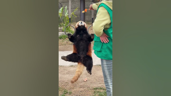 真是个能宝宝小熊猫 小熊猫和浣熊有什么区别 上海野生动物园 动物园里有什么