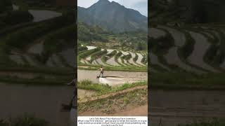 Rice Paddy Surfing – When Farm Chores Become Extreme Sport 🌾